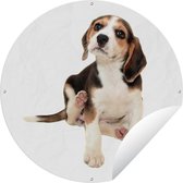 Garden Circle Puppy - Beagle - Wit - 60x60 cm - Affiche de Jardin Ronde - Extérieur