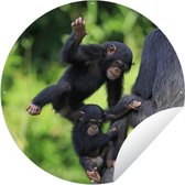 Tuincirkel Chimpansee - Steen - Jong - 120x120 cm - Ronde Tuinposter - Buiten XXL / Groot formaat!