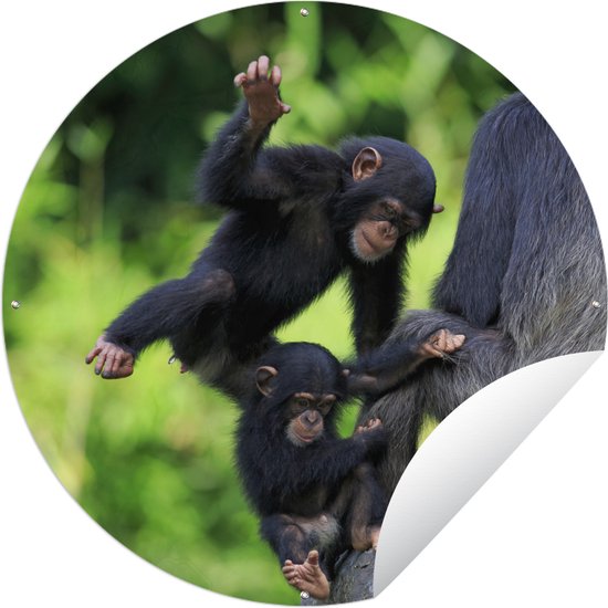 Tuincirkel Chimpansee - Steen - Jong - Ronde Tuinposter - Buiten