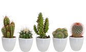 Cactussen van Botanicly – 5 × Cactus mix 5,5 cm in witte pot | 5 stuks in witte Keramiek pot als set – Hoogte: 10 cm – Cactus mix - white (3)