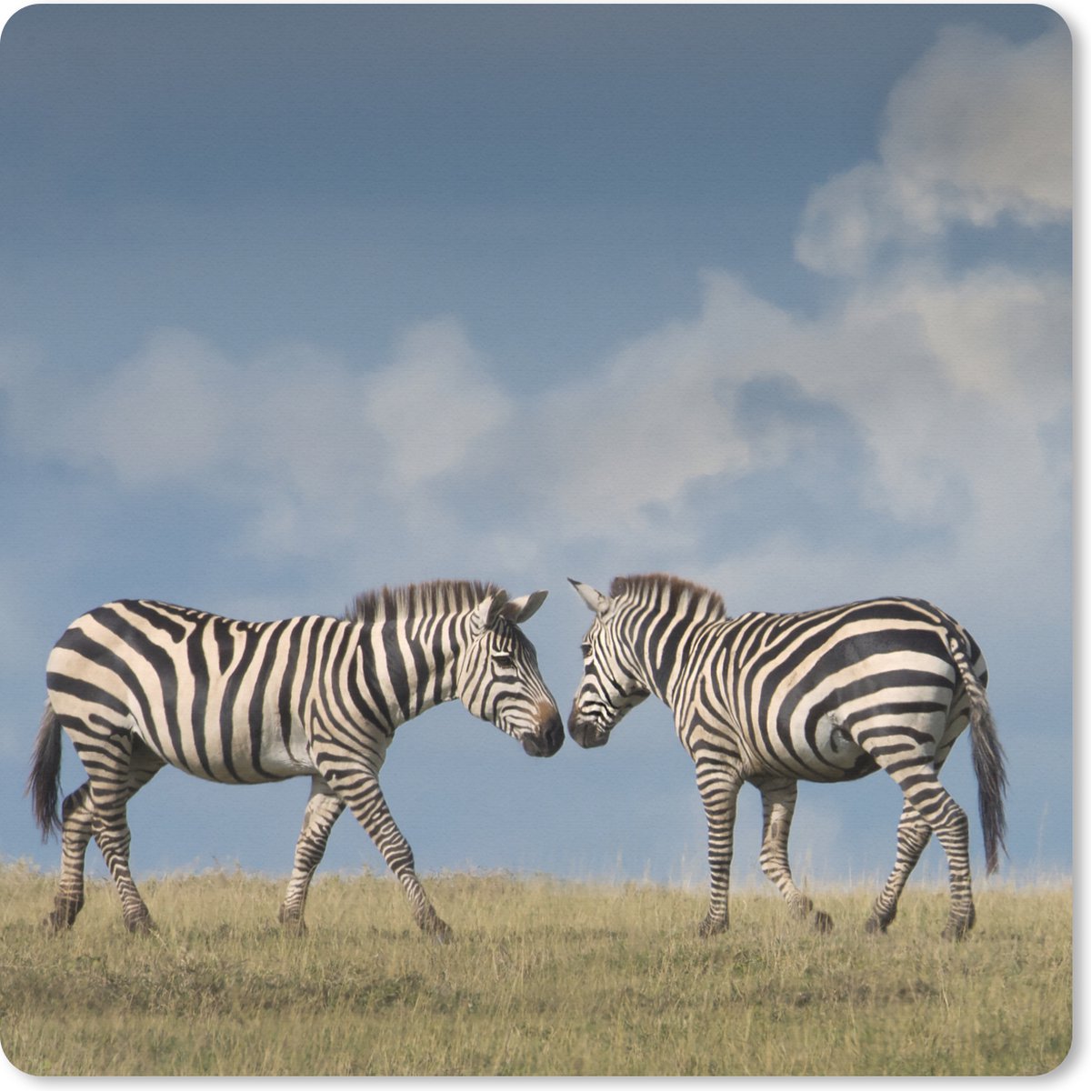 Muismat XXL 50x50 cm - Bureau onderlegger - Bureau mat Verliefde zebra's - Bureaumat - Gaming mousepad xl - Bureaulegger groot - Computer deskmat