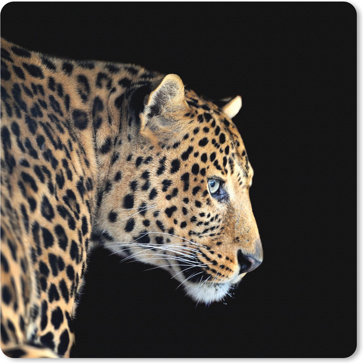 Muismat XXL 50x50 cm - Bureau onderlegger - Bureau mat Luipaard - Dieren - Zwart - Bureaumat - Gaming mousepad xl - Bureaulegger groot - Computer deskmat