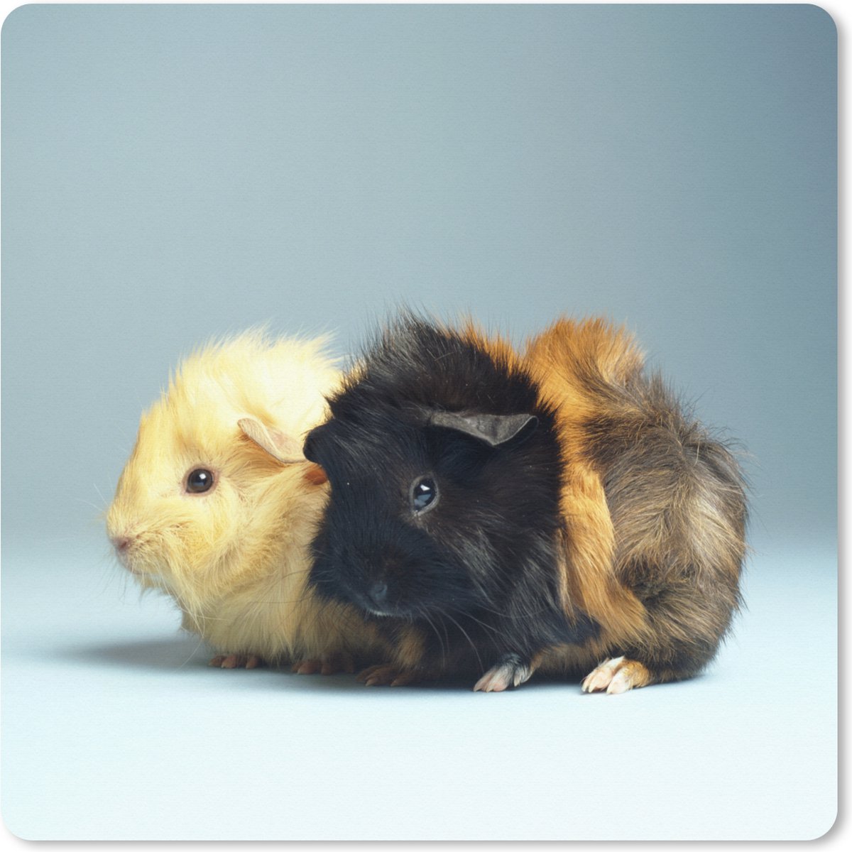 Muismat XXL 80x80 cm - Bureau onderlegger - Bureau mat Twee kleine cavia's - Bureaumat - Gaming mousepad xl - Bureaulegger groot - Computer deskmat