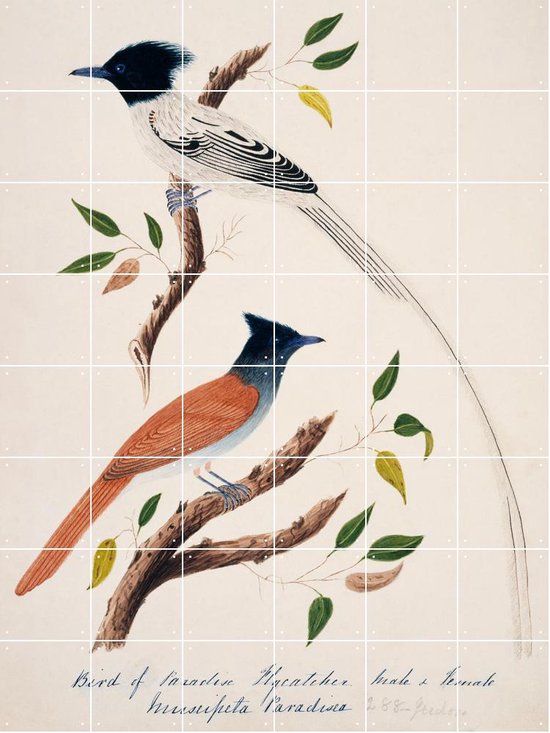IXXI Indian Paradise Flycatcher - Wanddecoratie - Dieren en insecten - 120 x 160 cm