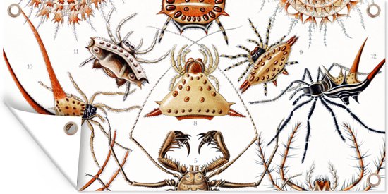 Tuin - Retro - Spin- Tuindecoratie - Insecten - Ernst Haeckel - Dieren - Kunst - Tuinposter - 200x100 cm - Schuttingposter - Tuindoek - Buitenposter