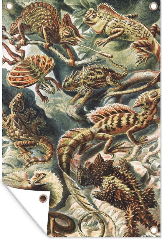 Tuinposter - Salamander - Schuttingdoek - Tuin - Ernst Haeckel - Kunst - 80x120 cm - Kameleon - Tuindoek