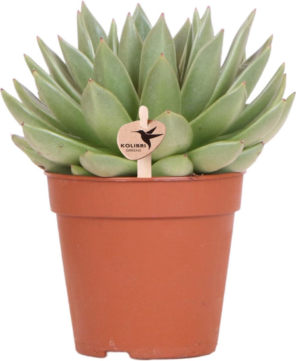 Kolibri Greens | Groene plant - Succulent Echeveria Miranda - potmaat Ø12cm - groene kamerplant - vers van de kweker