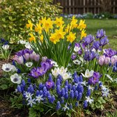 Wildbloemen Bloembollen Winterhard - Voorjaar Mix Meerjarig - 50 stuks - Meerkleurig - Bloem bollen
