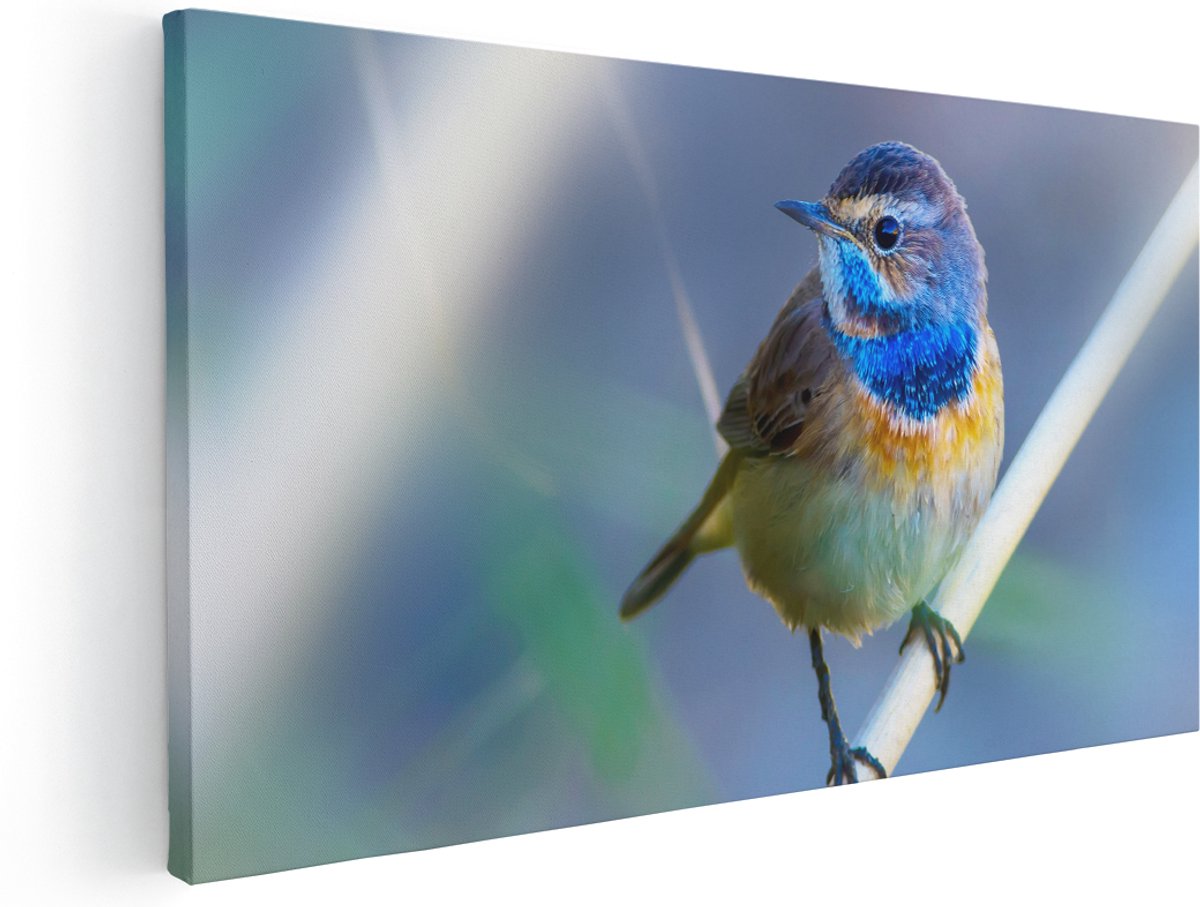 Artaza Canvas Schilderij Kleurrijke Blauwborst Vogel Op Een Tak - 140x70 cm - Groot - Wanddecoratie Woonkamer - Schilderijen - Muurdecoratie