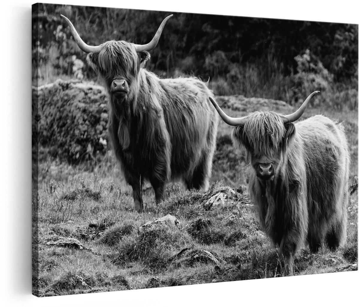 Artaza Canvas Schilderij Twee Schotse Hooglanders bij Stenen - Zwart Wit - 150x100 cm - Groot - Foto Op Canvas - Wanddecoratie