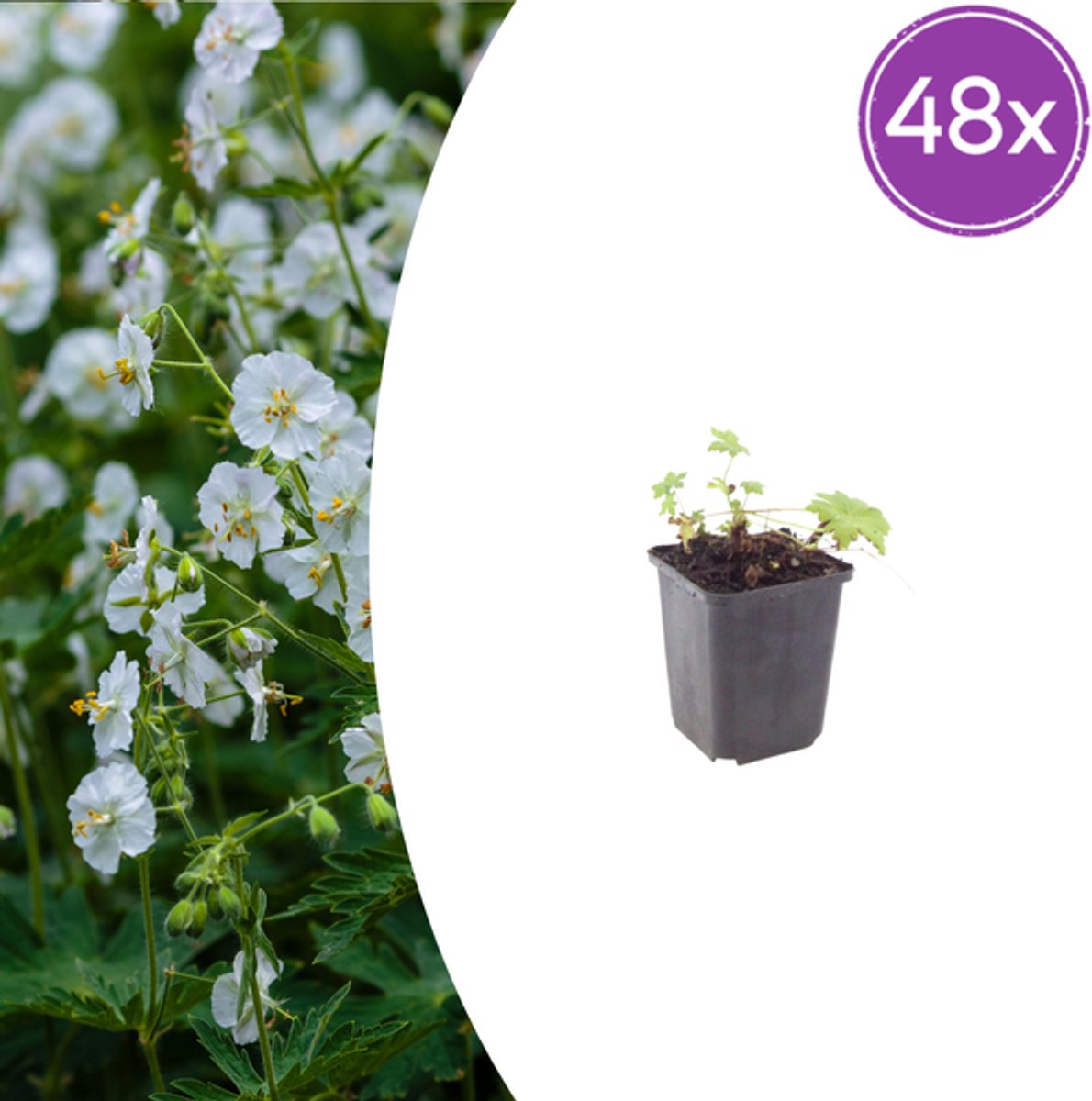 48x Geranium macr. 'White Ness' - 10-25cm - Ø9cm