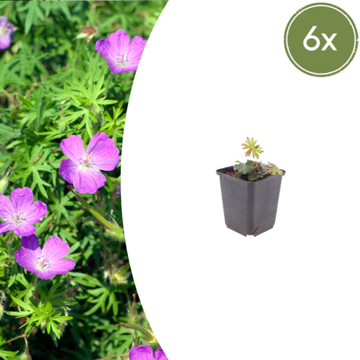6x Geranium sanguineum - 10-25cm - Ø9cm