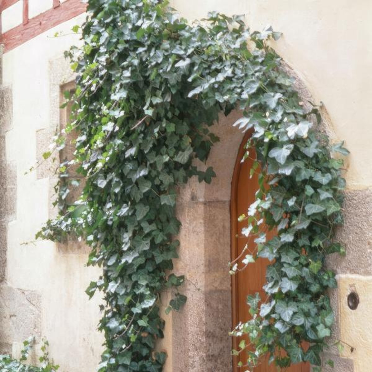 60x Hedera helix 'Glacier' - 10-25cm - Ø9cm