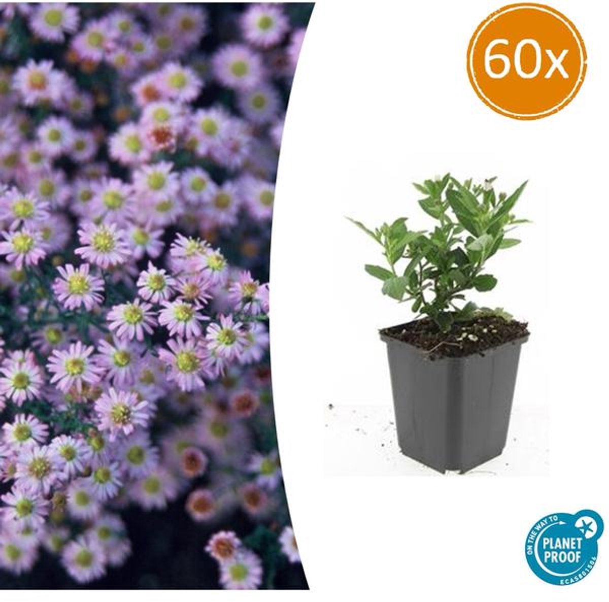 60x Aster ageratoides 'Stardust' - 10-25cm - Ø9cm