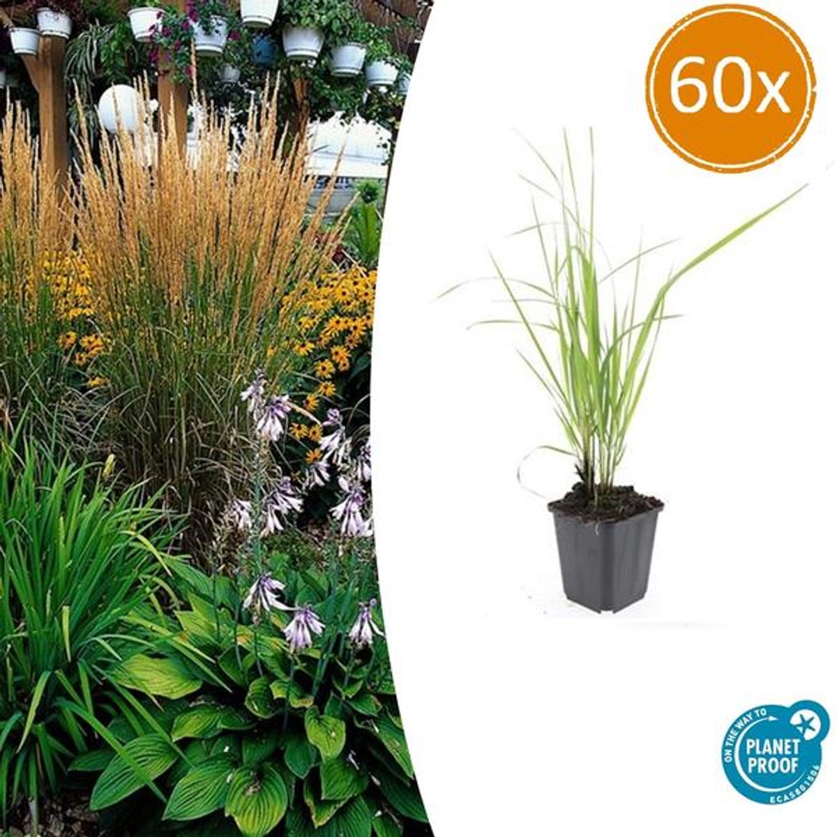 60x Calamagrostis acut. 'Karl Foerster' - 10-25cm - Ø9cm