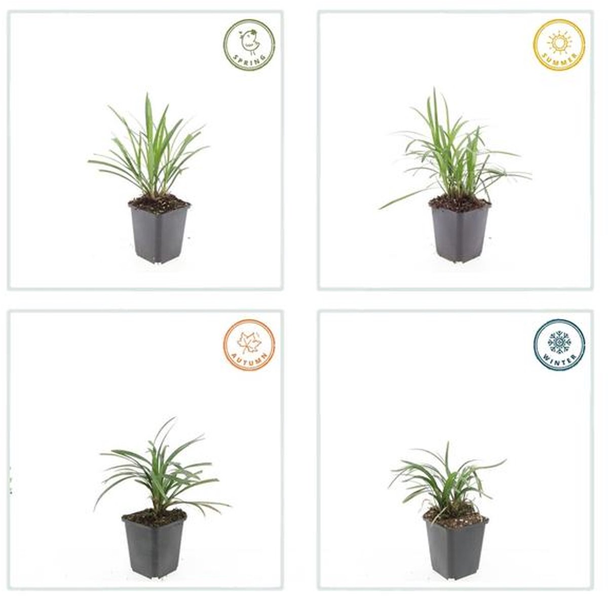 60x Liriope muscari 'Monroe White' - 10-25cm - Ø9cm
