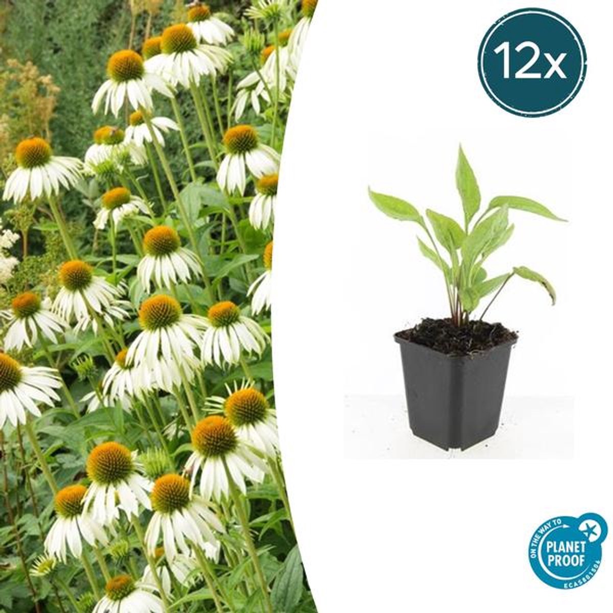 12x Echinacea p. 'White Swan' - 10-25cm - Ø9cm
