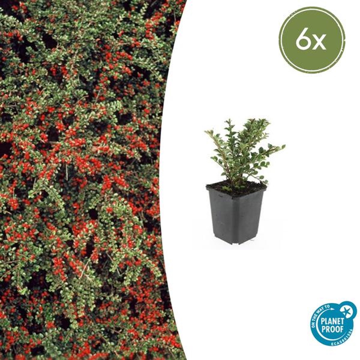 6x Cotoneaster horizontalis - 10-25cm - Ø9cm
