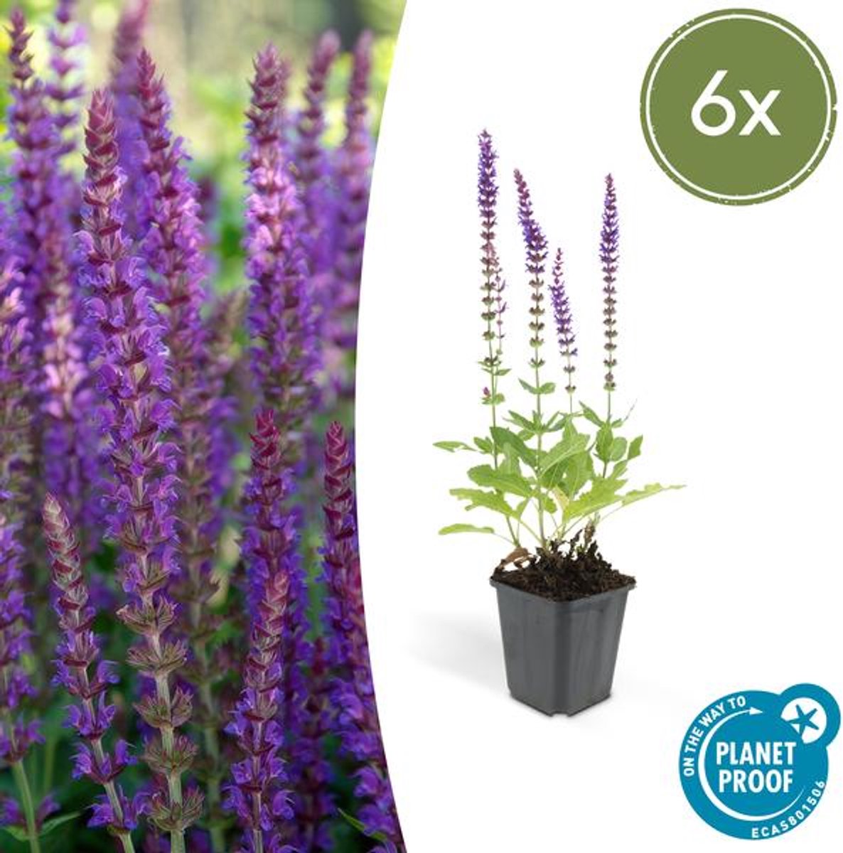 6x Salvia nem. 'Ostfriesland' - 10-25cm - Ø9cm