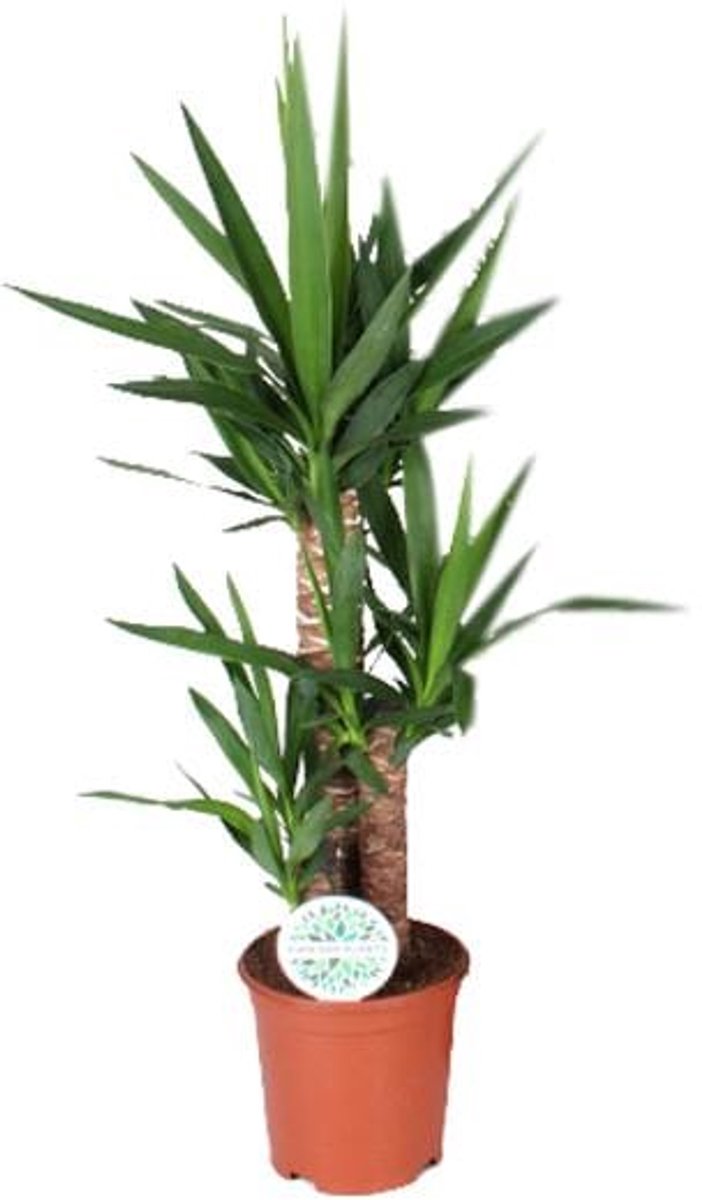 Yucca - Ø21cm - 90cm