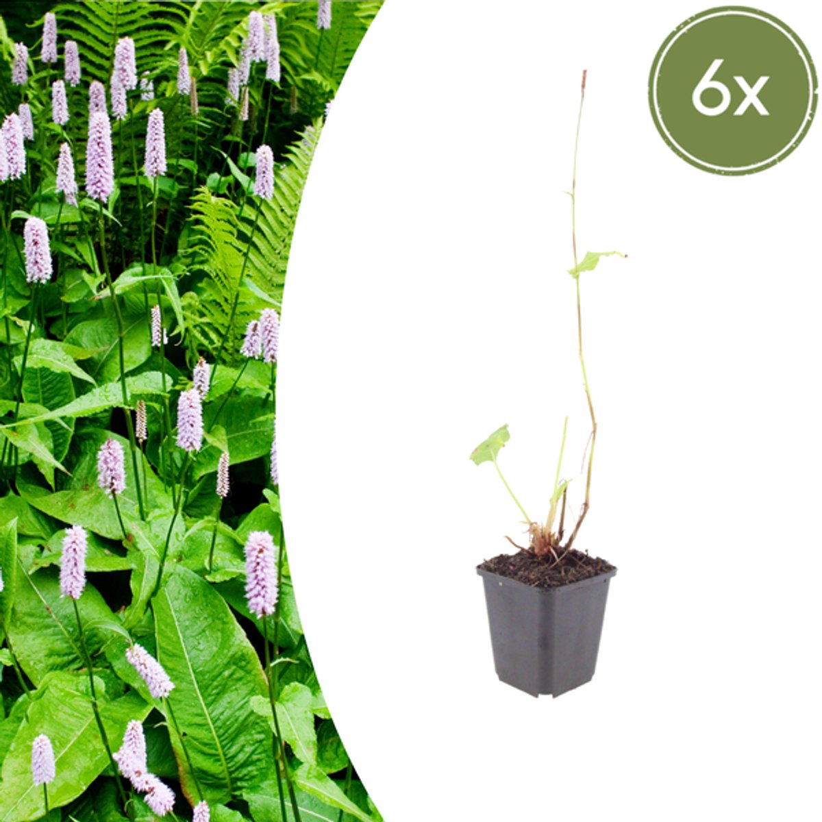 6x Persicaria a. 'Alba' - 10-25cm - Ø9cm