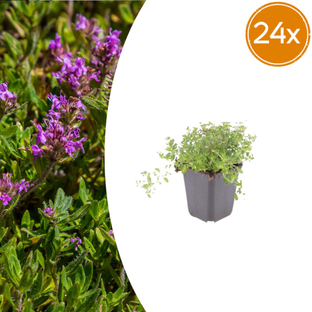 24x thymus serpyllum - 10-25cm - Ø9cm