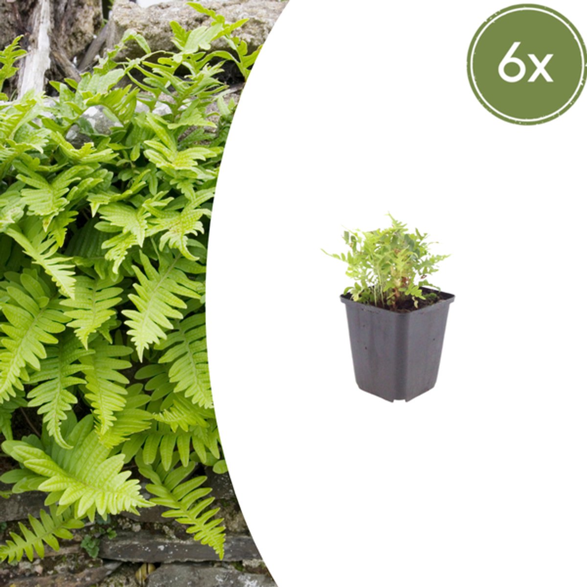 6x Polypodium vulgare - 10-25cm - Ø9cm