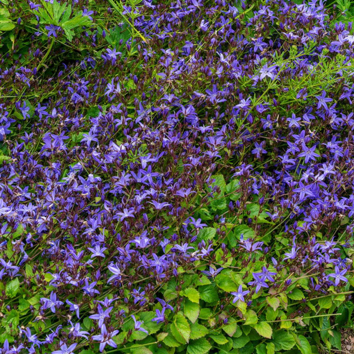 60x Campanula poscharskyana - 10-25cm - Ø9cm