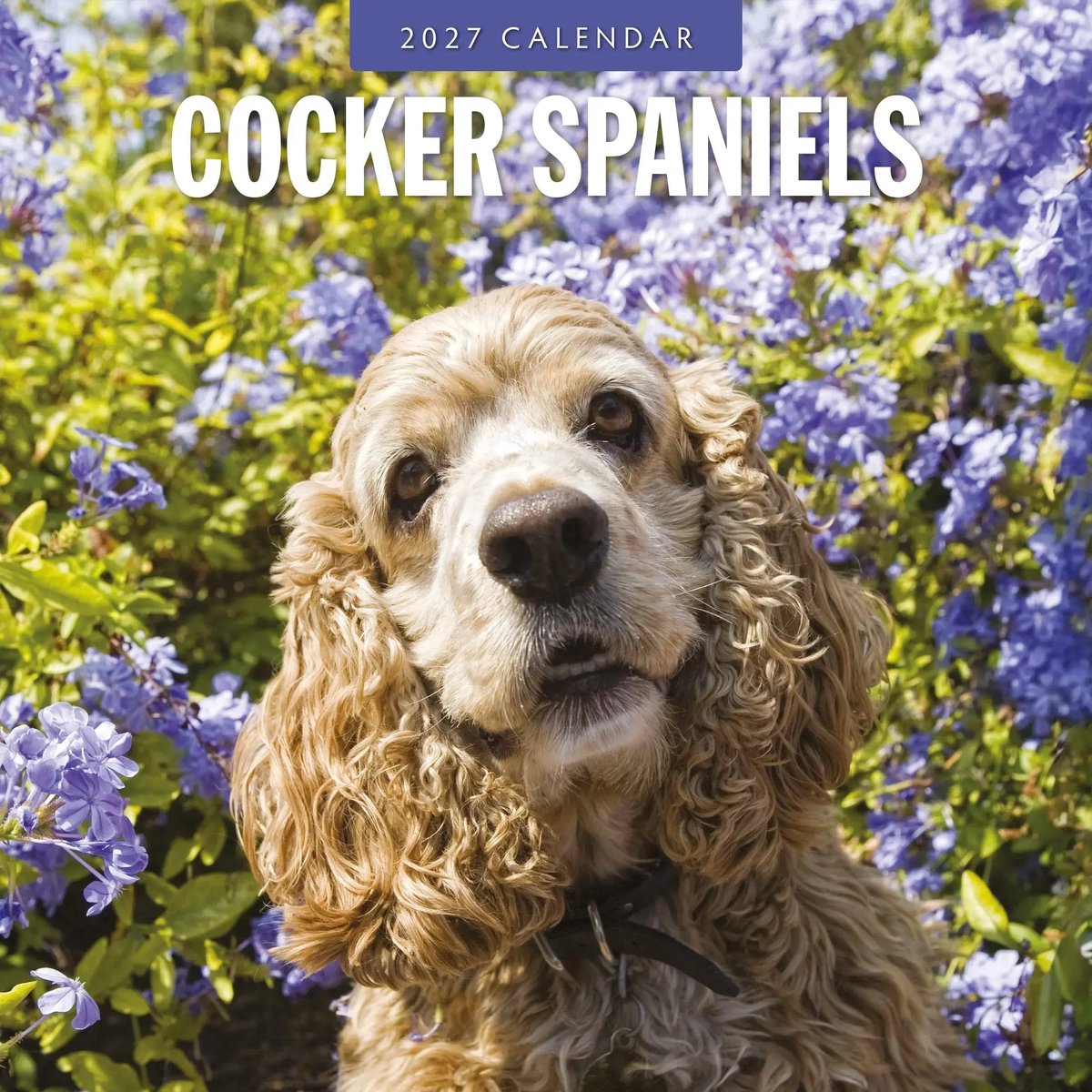 Cocker Spaniels Kalender 2027