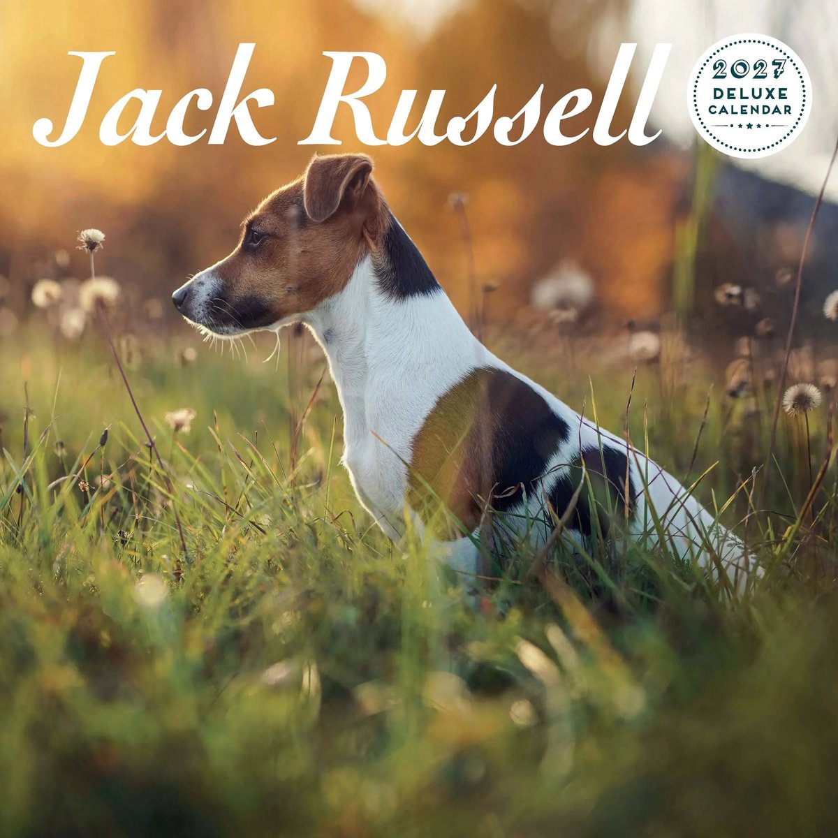 Jack Russell Terrier Kalender 2027 Deluxe