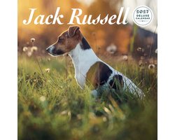 Jack Russell Terrier Kalender 2027 Deluxe