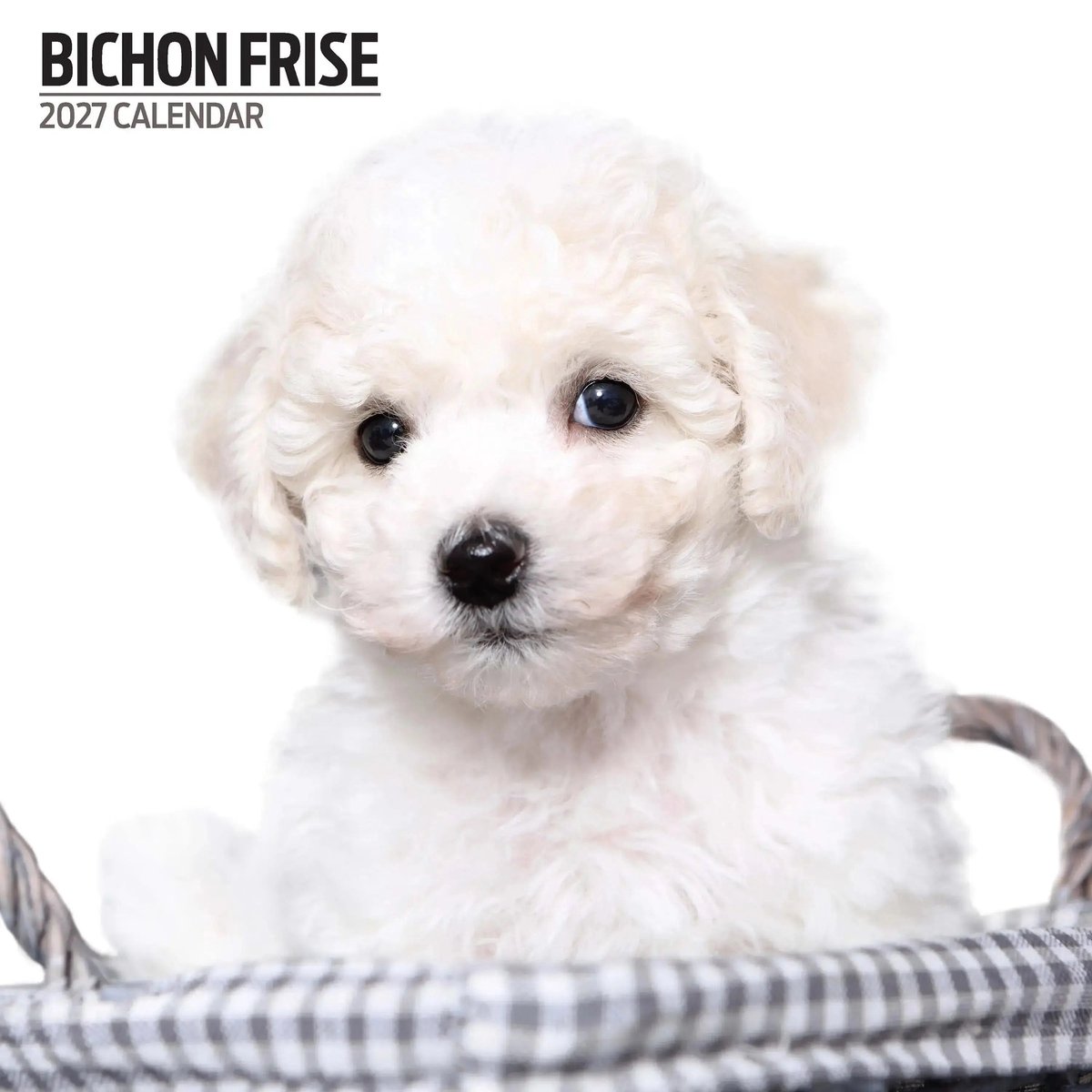 Bichon Frise Kalender 2027 Modern
