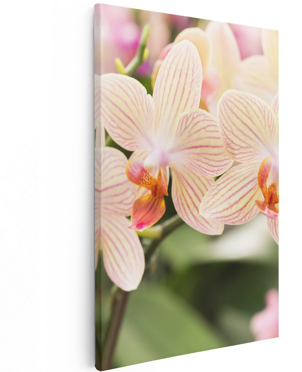 Artaza Canvas Schilderij Gestreepte Witte Orchidee Bloemen - 120x180 cm - Groot - Wanddecoratie Woonkamer - Schilderijen - Muurdecoratie