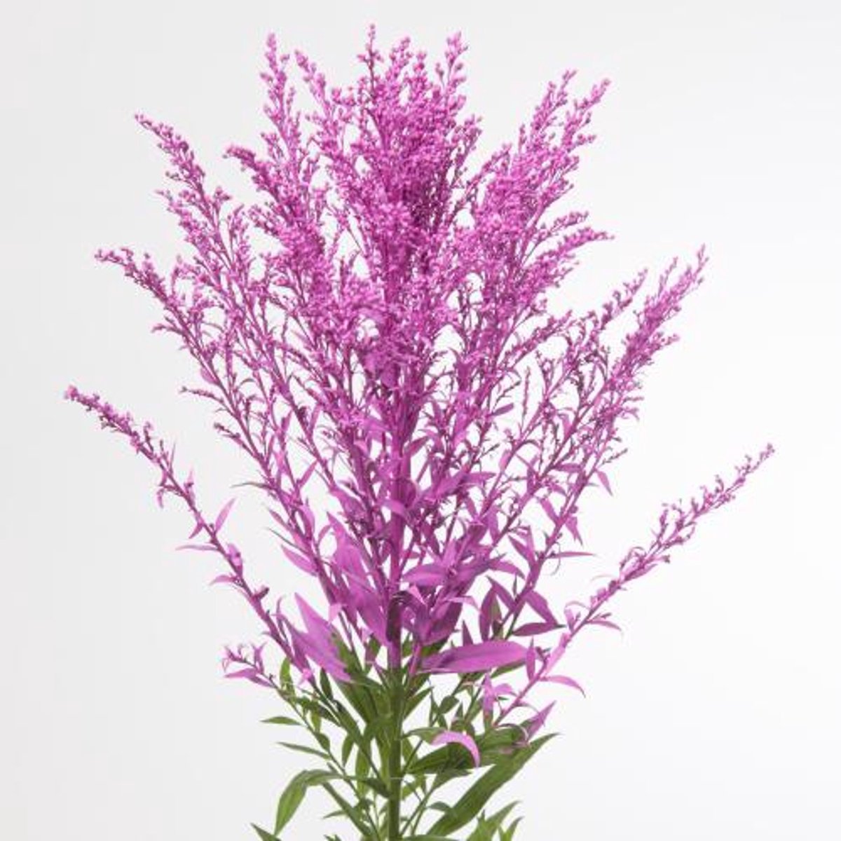 25x Solid.(v) erica 70cm