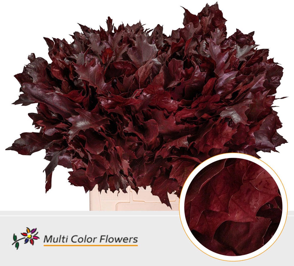 100x Sg quercus rubra overig 60cm