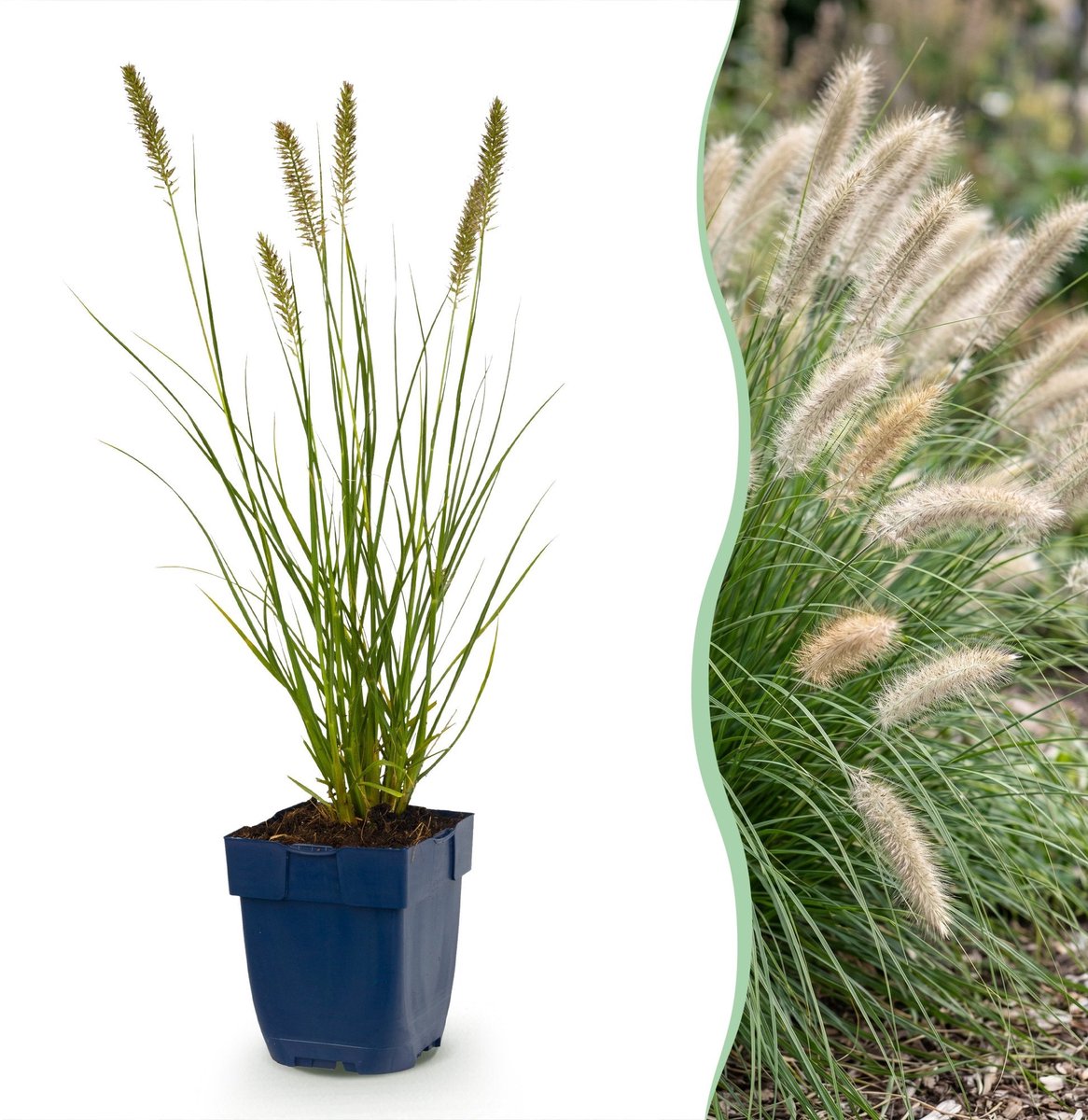 Green boutiQ - Grassen - Pennisetum alop. Hameln - Lampenpoetsergras - Met Pluim - Groen - 1 Plant - Pot 11cm - Hoogte 15-25cm