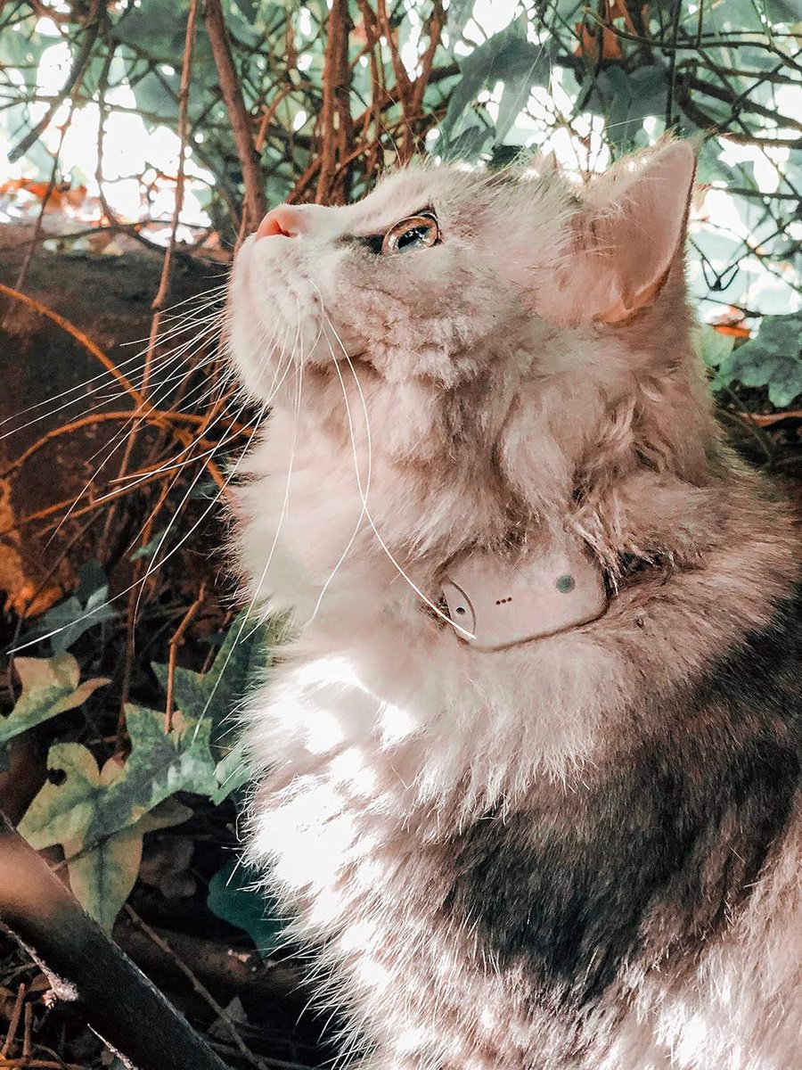 Mini RF Huisdier Tracker voor Kat en Hond - Richtingzoeker met Piep & LED Signaal