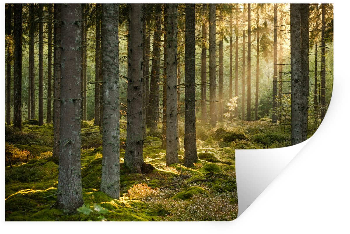 Muurstickers - Sticker Folie - Bos - Boom - Zon - 120x80 cm - Plakfolie - Muurstickers Kin