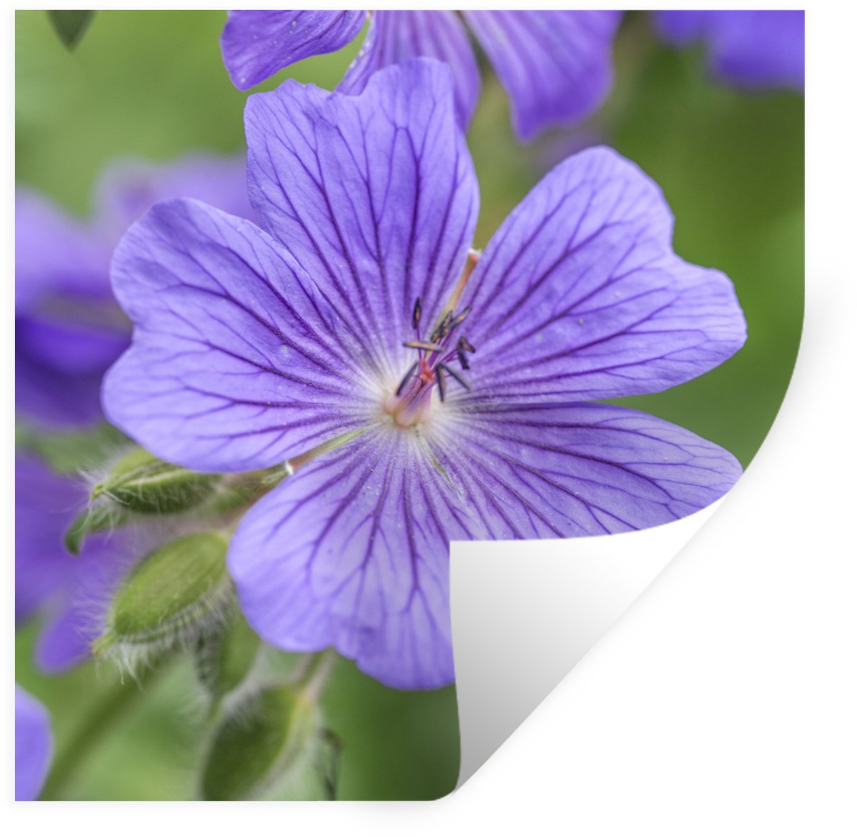 Muurstickers - Sticker Folie - Paarse geranium bloemen in volle bloei - 120x120 cm - Plakf