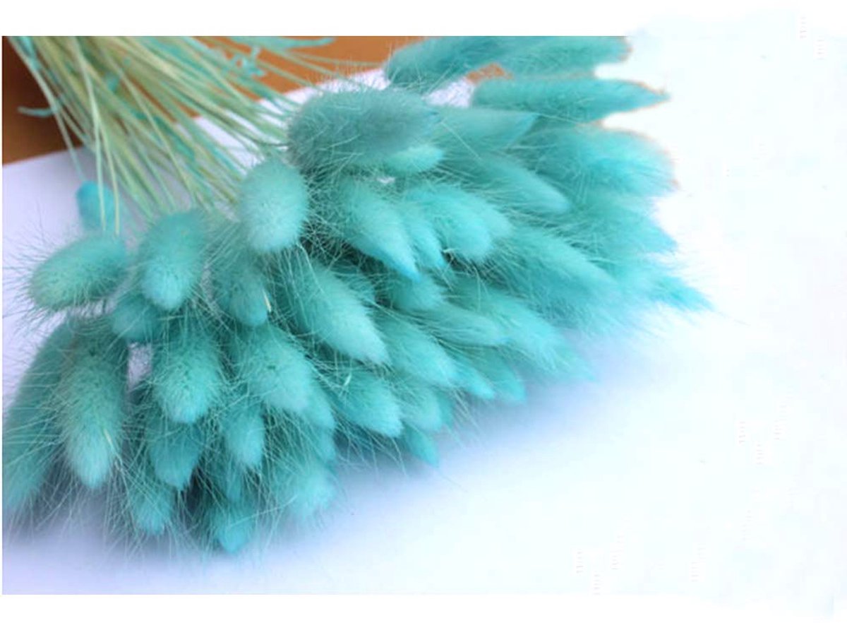 Dailygoods - Lagurus Ovatus Dried Flowers - 50 Stuks Natuurlijke Decoratie