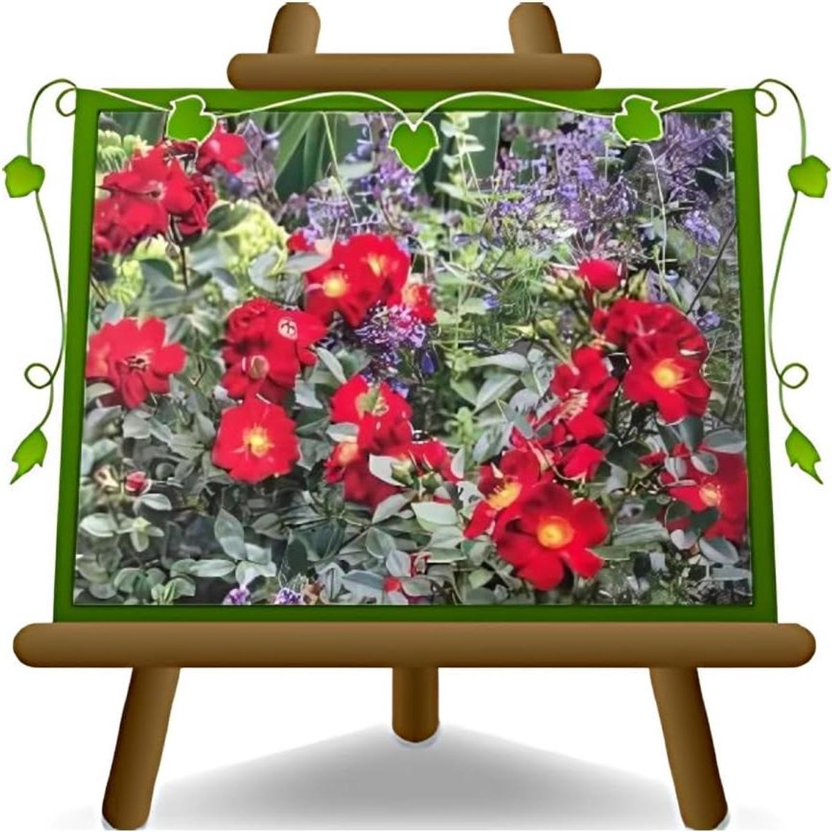 Bodembedekking Bloem - Bodembedekker - Tuin Aankleden - Geurende Bloemen - Pot 19x19 cm - Rood