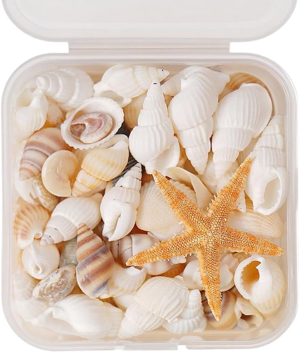 schelp voor het maken van kaarsen, decoratie voor strandfeesten, vulling in visvazen, zonder gat