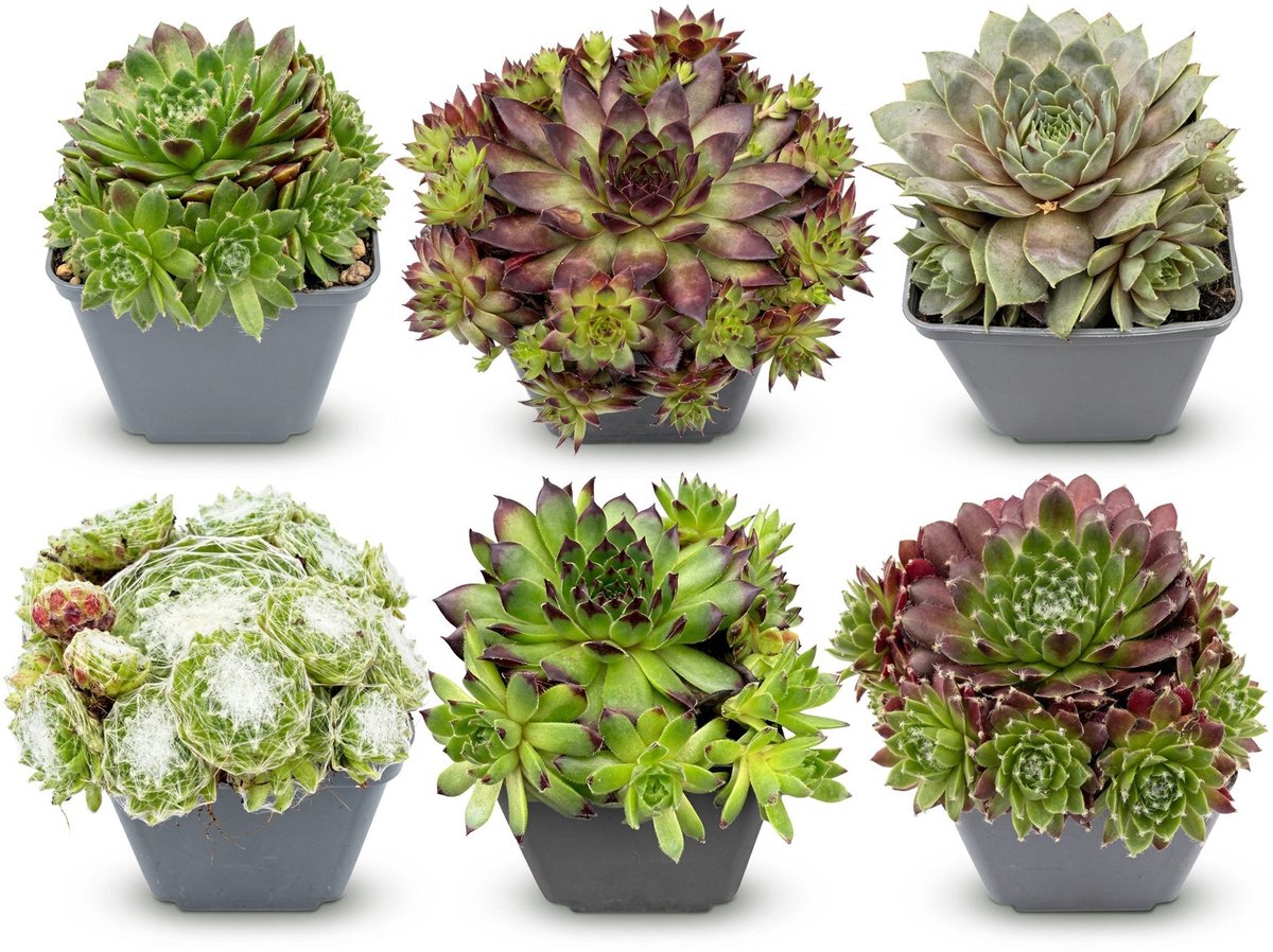Green boutiQ - 6x Sempervivum Big Sam - Huislook - Diversen - Vaste plant - Ø7cm - 10-12cm