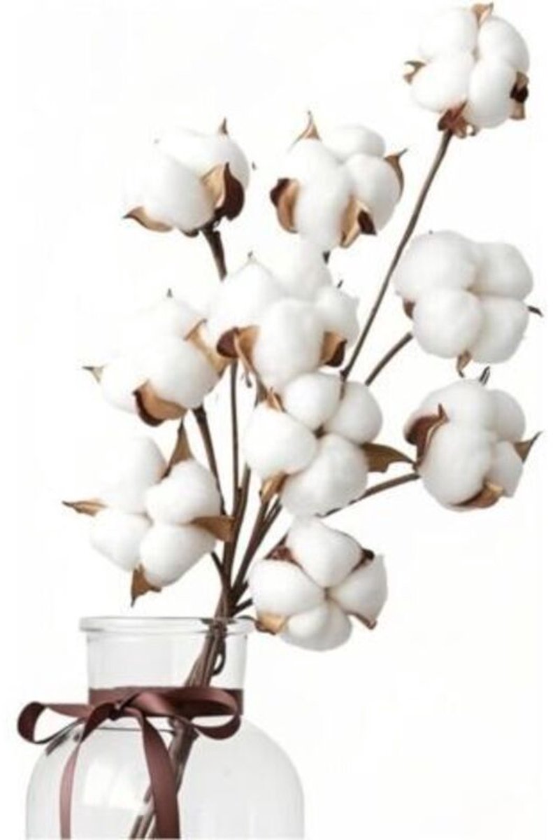 Dit boeket bevat 10 natuurlijke gedroogde katoenbloemen en 5 katoenbloemen in de vorm van een hoofdje. Het is gemaakt van kunstmatige gedroogde bloemen en is geschikt voor balkons, huizen, eettafels, bloemstukken, bruiloften en andere gelegenheden.