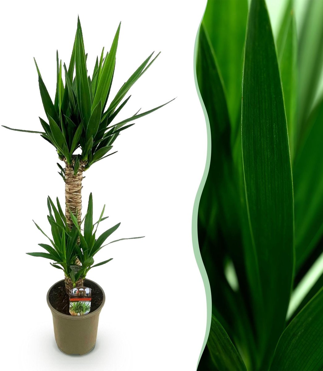 Kamerplant - Yucca elephantipes - Yucca - Weinig onderhoud - Groen - 1 - Pot 19cm - Hoogte 95cm