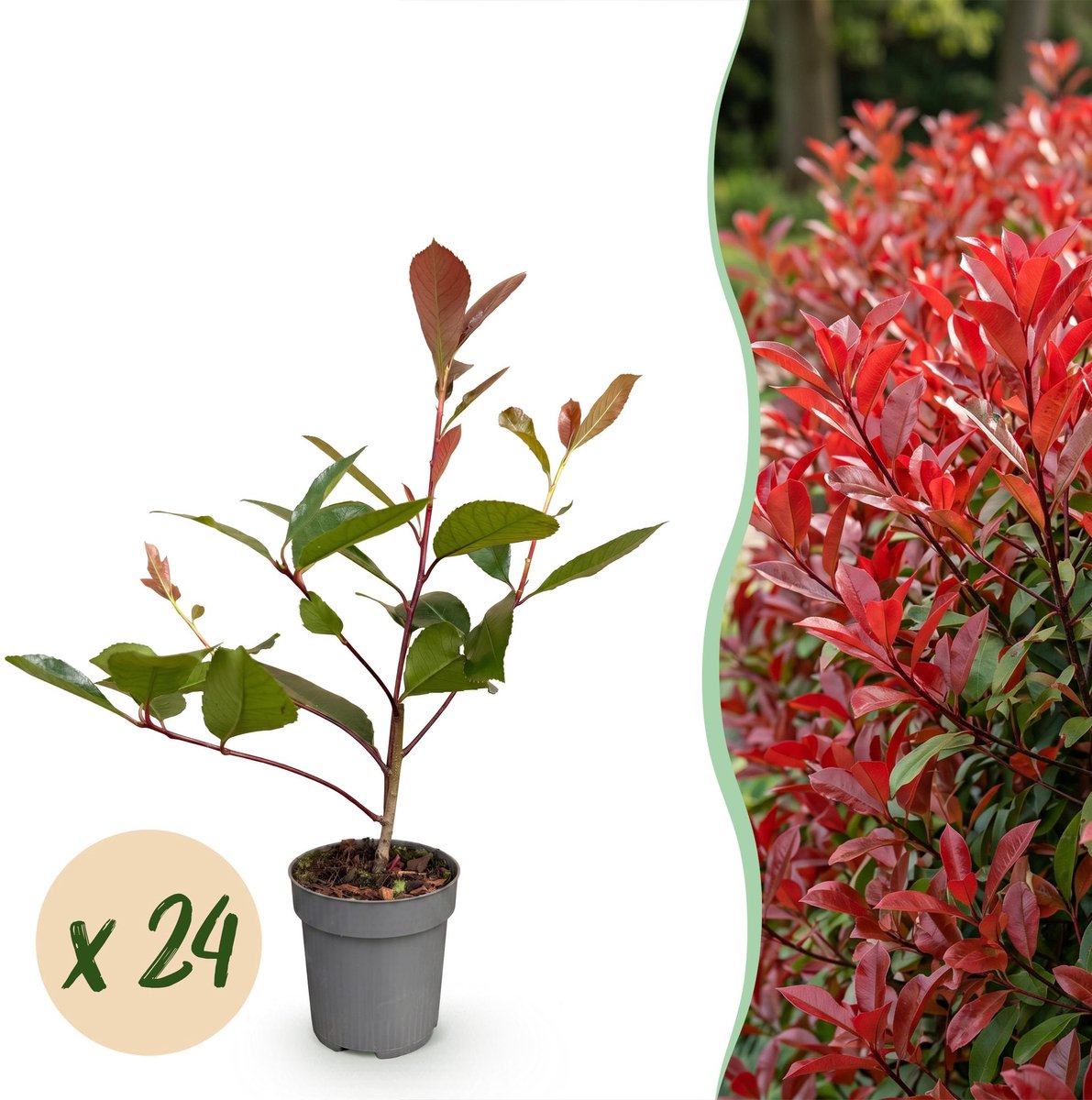 24x Photinia fraseri Red Robin - Glansmispel - Haagplanten - Groenblijvend - Rood - Pot 9cm - Hoogte 25-35cm