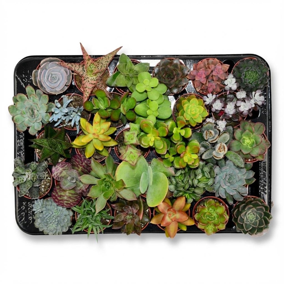Mini Succulenten Mix - 30 Stuks - Ø 5,5 cm - Hoogte: 5-10 cm