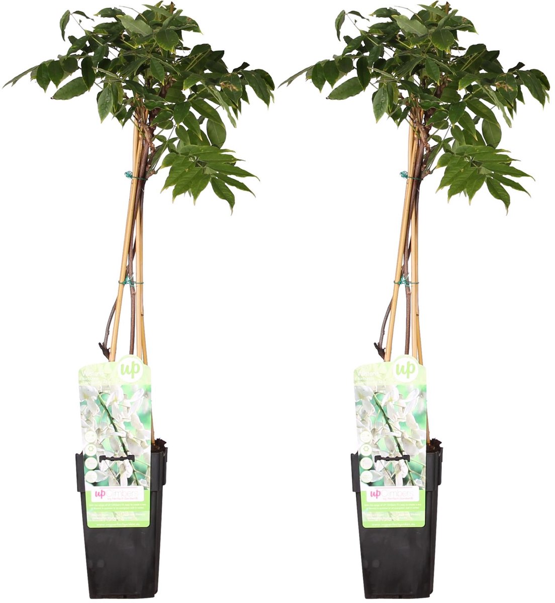 2x Wisteria floribunda 'Longissima Alba' - ↨65cm - Ø15
