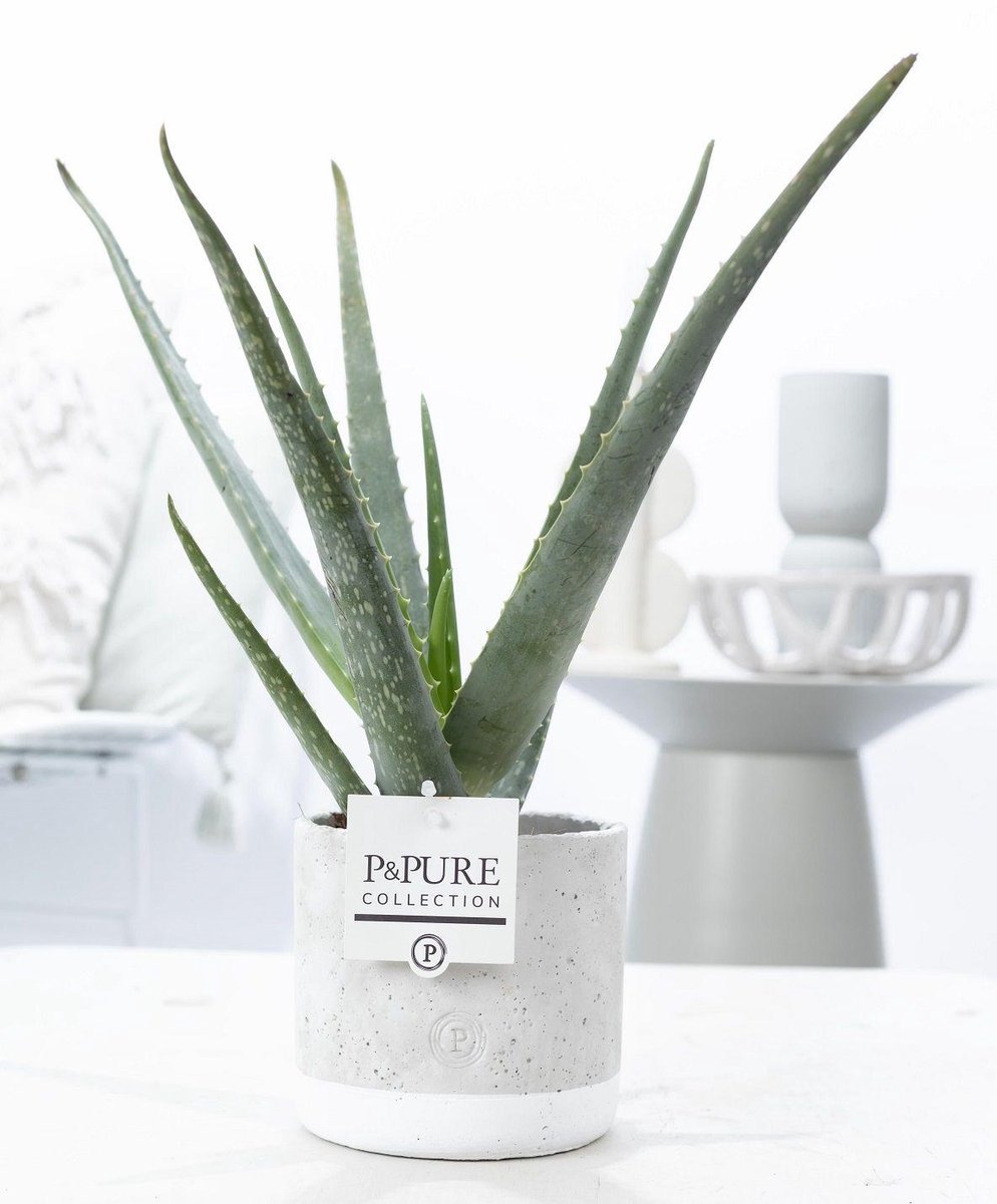 Aloe Vera In P&PURE Jade Ceramics - Ø12cm - 45cm