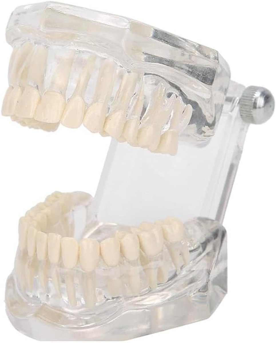 Dental model - transparant acryl - zichtbare tandvleesdemonstratie - ideaal voor mondverzorging - ShopVlot